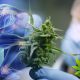 Study-Shows-Increased-Interest-in-Marijuana-and-Cannabinoids-for-Pain