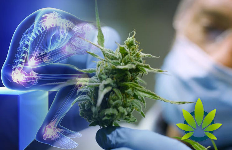 Study-Shows-Increased-Interest-in-Marijuana-and-Cannabinoids-for-Pain