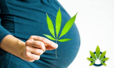 Study-on-Cannabis-Use-During-Pregnancy
