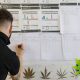 Thailand University Plans New Undergraduate Study Program Focusing on Cannabis Development