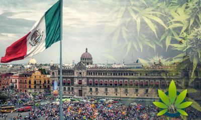 The-Ministry-of-Health-in-Mexico-Has-180-Business-Days-to-Officially-Release-Medical-Marijuana-Regulations
