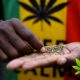 The-Value-of-Cannabis-to-the-South-African-Economy