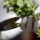 Drug Enforcement Administration to Add More Authorized Marijuana Producers, Research Access