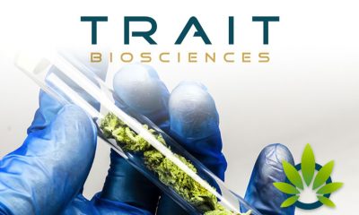Trait Biosciences' New Amplified Cultivation Technology Multiples Production of CBD In Hemp and Cannabis