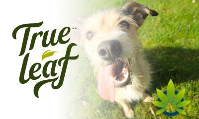 True Leaf Brands Set to Release True Leaf Pet's CBD Dog Supplements, Shares Q1 Financial Reports