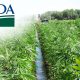 USDA: Hemp Farmers Can Purchase Federal Crop Insurance for Next Year’s Planting Session