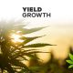Yield-Growth-to-License-6-CBD-Product-Formulas-to-Melorganics-for-Europe-Market