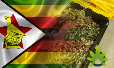 Zimbabwe-May-Export-Hempp