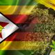 Zimbabwe-May-Export-Hempp