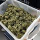 A Colorado Study Calls Legal Marijuana A “Positive Amenity”