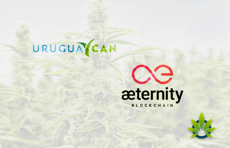 Aeternity Will Track Medical and Recreational Cannabis by Uruguay Can via Blockchain
