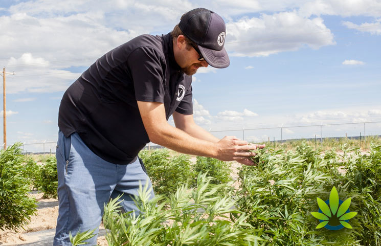 All Eyes Are on the USDA As Public Waits for Regulations for Industrial Hemp Production