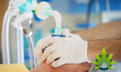 Cannabis, CBD for Pain Interest is Soaring Per New American Society of Anesthesiologists Survey