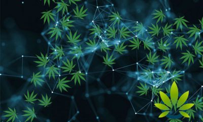 Australia's Security Matters Files Blockchain-Based Cannabis Supply Chain Patent in the US