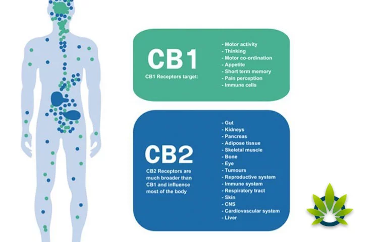30 loại dầu CBD được xếp hạng cao nhất ở Mỹ 38 CB1 - & - CB2-Receptor-Mọi thứ-Bạn-Cần-Biết-Về-Họ