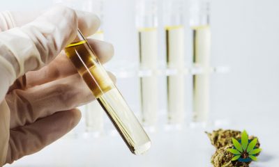 CBD Use in Resort Spa Hotel is Soaring: Some Notable and Desired Factors Why