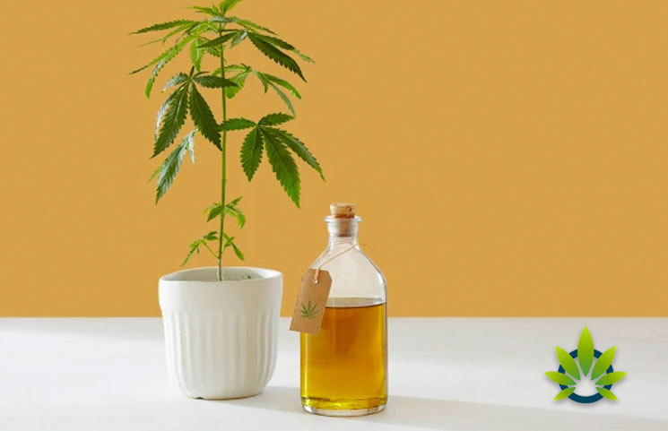 CBD-and-Hemp-Are-Not-Exactly-as-Non-Psychoactive-as-You-May-Think