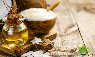 CBD and MCT Oil: Importance of Medium-Chain Triglycerides as a Carrier Oil