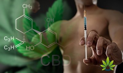 CBD as an Alternative Steroid: Is Cannabidiol a Viable Option to Use?