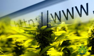 CBDs.com Domain Name Is for Sale with a $2.5 Million Price Tag by Cannabis Sativa