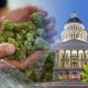 California's Senate Bill 51, on the Cannabis Charter Bank, Expected to take Effect Immediately?