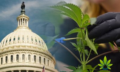 Cannabis Advocates Dissatisfied with Key Committee Chair Regarding Marijuana Justice