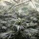 Cannabis Funds of $2 Billion Sought by Ex-Investment Bankers of Chase and Deutsche