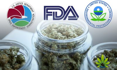 Cannabis Legalization on Purview of Three Federal Agencies (DEA, FDA, EPA)