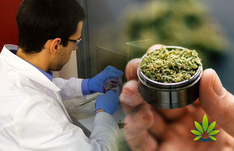 Cannabis-Patients-Can-Rest-Easy-with-Lab-Testing-for-Cannabis-Thanks-to-Stronger-Regulations