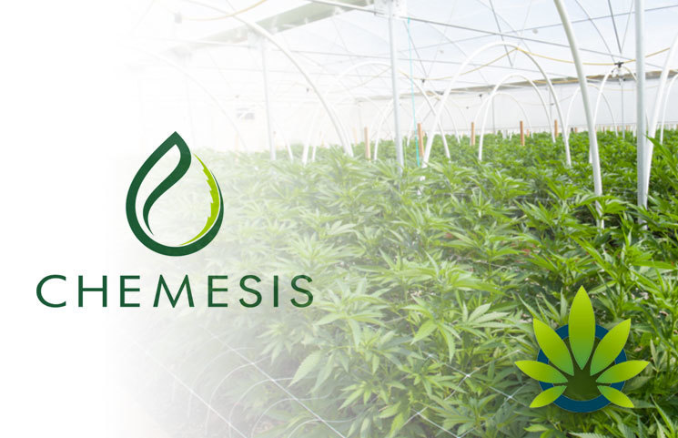 Chemesis International Attains Puerto Rico License for CBD Cultivation and Production