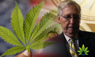 DEA-Needs-to-Decide-How-to-Distinguish-Hemp-from-Marijuana-Says-Senate-Majority-Leader