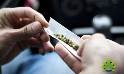 Dunedin Study Reveals the Long-Term Effects of Early Marijuana Use