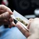 Dunedin Study Reveals the Long-Term Effects of Early Marijuana Use