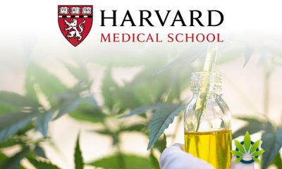 Harvard Medical School Professor Attempts to Shed Light on Legal Cannabis Dangers