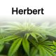 Canopy Rivers' Herbert Works Granted Health Canada License for Cannabis Beverage Research