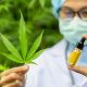 High Profile Doctors Examine CBD and Your Body: What’s Normal and What’s Not?