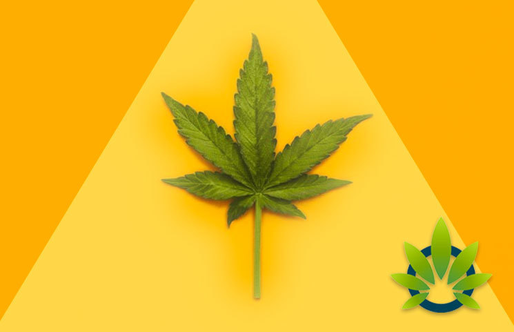 High-Ranking Democrat Vends “Gateway Drug Theory” to Shut Cannabis Legalization Campaign