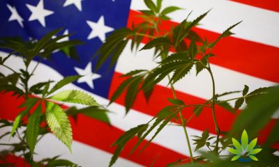 How Can the Public Help with Cannabis Reform and End the Federal Cannabis Prohibition?