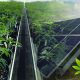Illinois Energy and Water Use Standards for Cannabis Cultivation Set to Pioneer Midwest Market