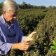 Is Kentucky's Hemp Industry Strong Enough to Overcome Tobacco Crops?