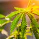 Panacea Life Sciences Gifts $1.5 Million to Colorado State University’s New Cannabinoid Research Center