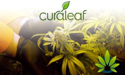 Marijuana Lobbyists Going Strong for Federal Cannabis Reform Thanks to Curaleaf, Surterra