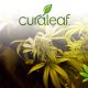 Marijuana Lobbyists Going Strong for Federal Cannabis Reform Thanks to Curaleaf, Surterra