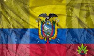 Medicinal Cannabis Is Now Approved for Use and Growing in Ecuador