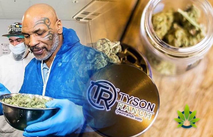 Mike Tyson, the Most Famous Cannabis Celebrity, Sees Scammers Latch on to Tyson Ranch Products
