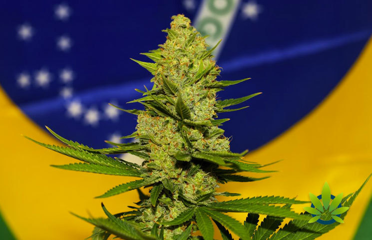 New Automated System for CBD Import Requests in Brazil to be Implemented