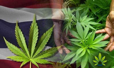 New Cannabis Breed Made by Chiang Mai University in Thailand, a First-Ever for ASEAN Countries