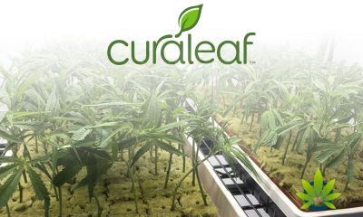 New Curaleaf Ground Flower Pods of Medical Cannabis Debut in New York