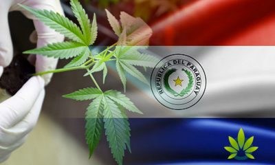 Paraguay Plans to Issue Citizens with Medical Cannabis Production Licenses