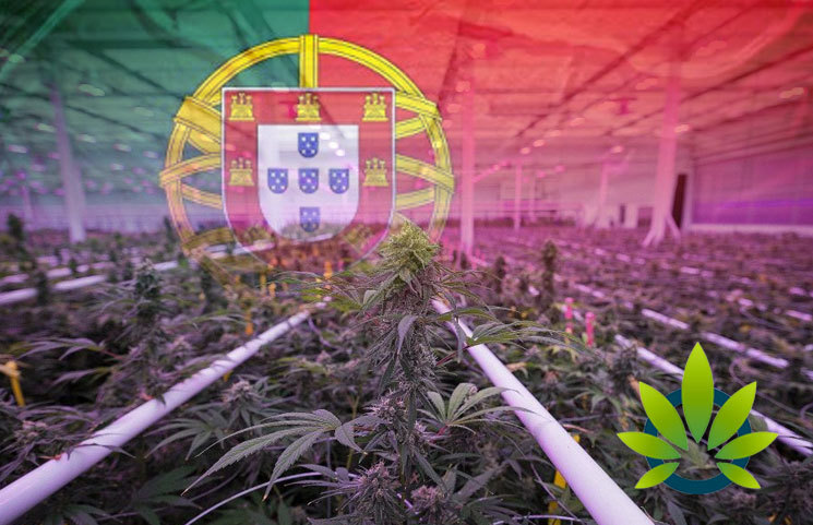 Portugal's Ideal Weather Prompts Flowr to Setup Cannabis Grow Operation Like Tilray and Aurora